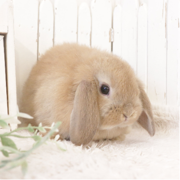 animal_image