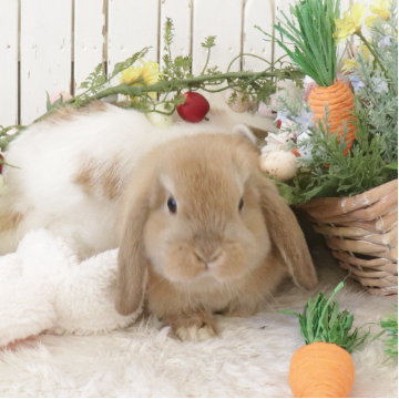 animal_image
