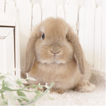animal_image