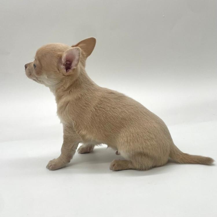 animal_image