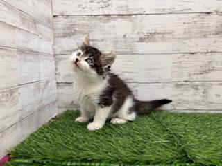 animal_image