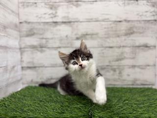 animal_image