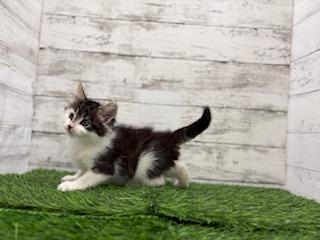 animal_image