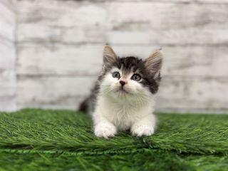 animal_image