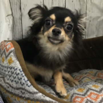 animal_image