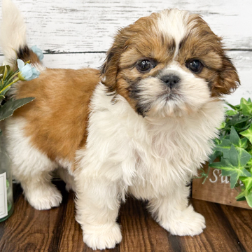 animal_image