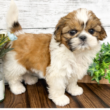 animal_image