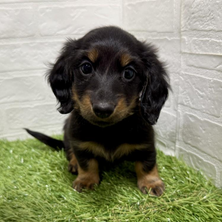 animal_image