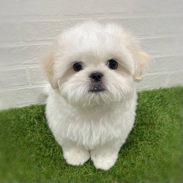 animal_image