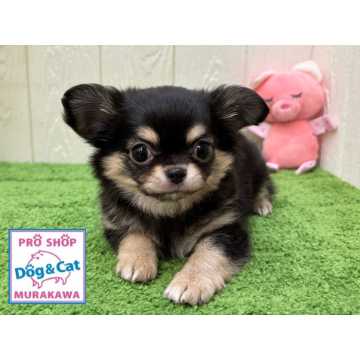 animal_image