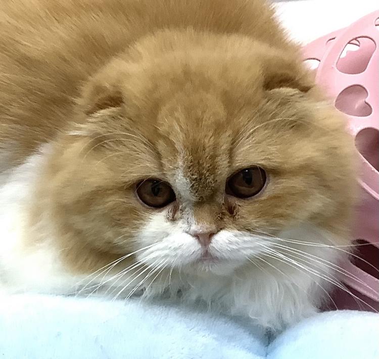 animal_image