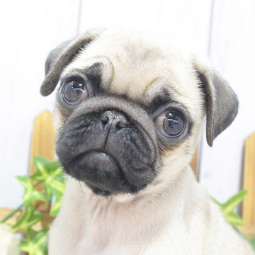 animal_image