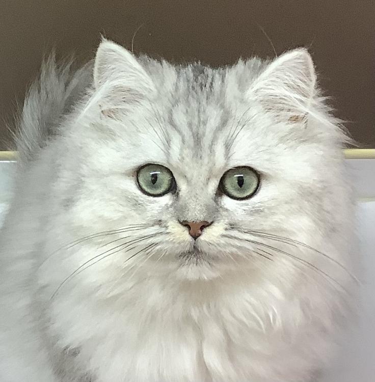 animal_image