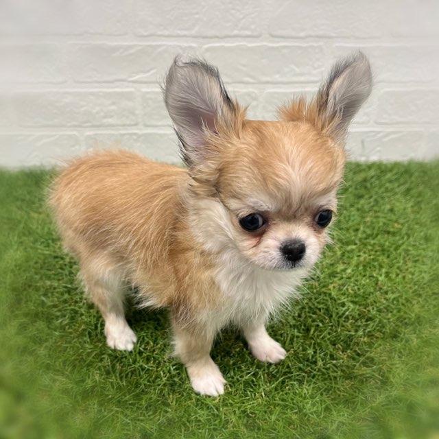 animal_image