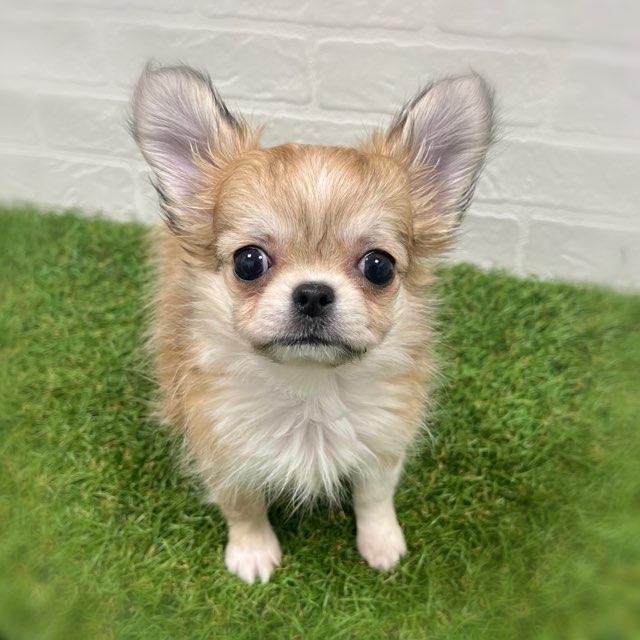 animal_image
