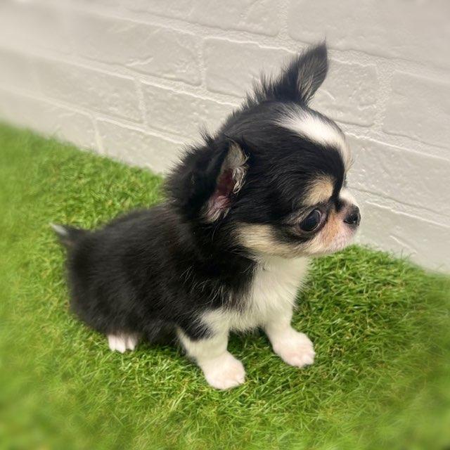 animal_image