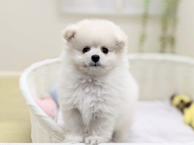 animal_image
