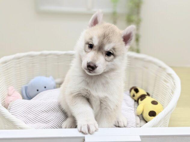 animal_image