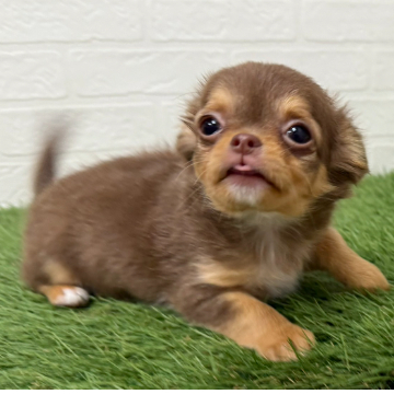 animal_image