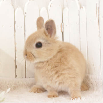 animal_image
