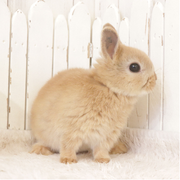 animal_image