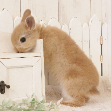 animal_image