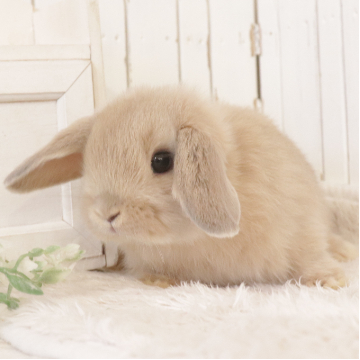 animal_image