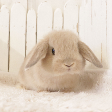 animal_image