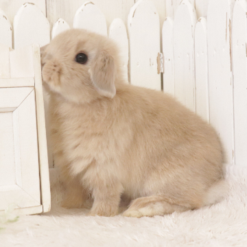 animal_image