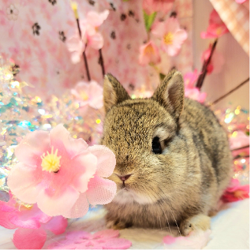 animal_image