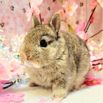 animal_image