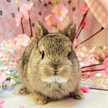 animal_image