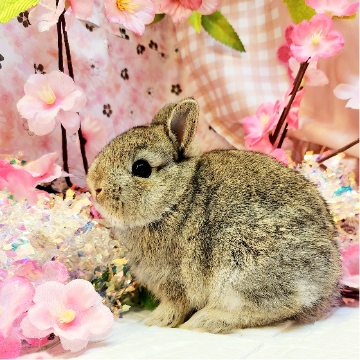 animal_image