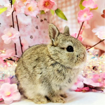animal_image