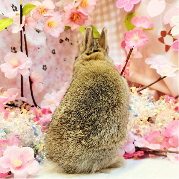 animal_image