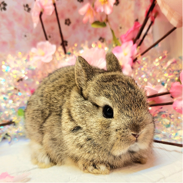 animal_image