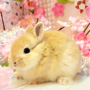 animal_image