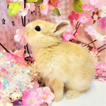 animal_image