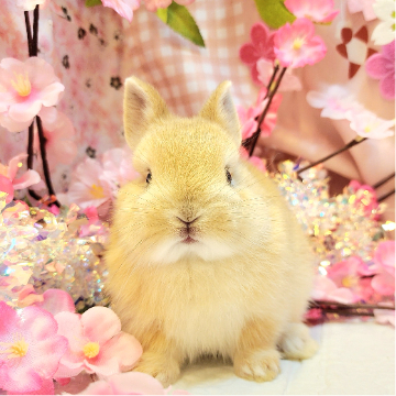 animal_image