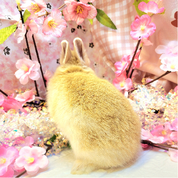 animal_image
