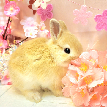 animal_image