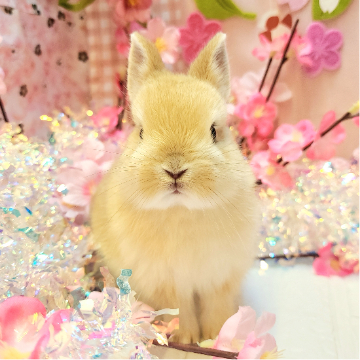 animal_image