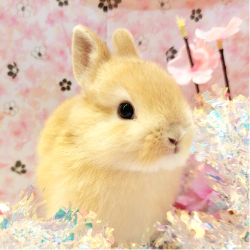 animal_image