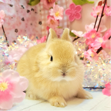 animal_image