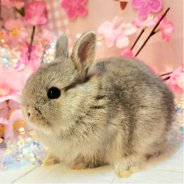 animal_image