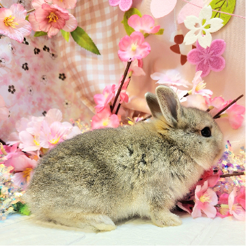 animal_image