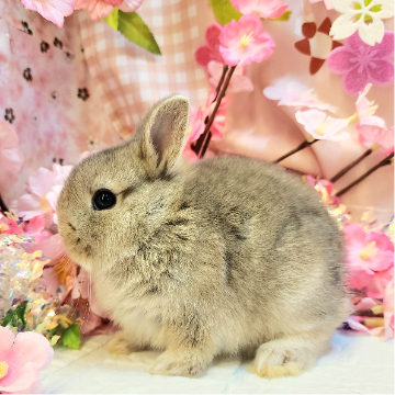 animal_image