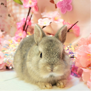 animal_image