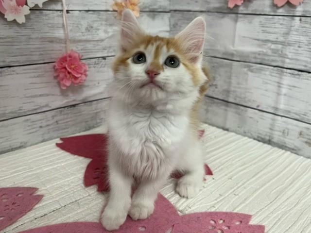 animal_image