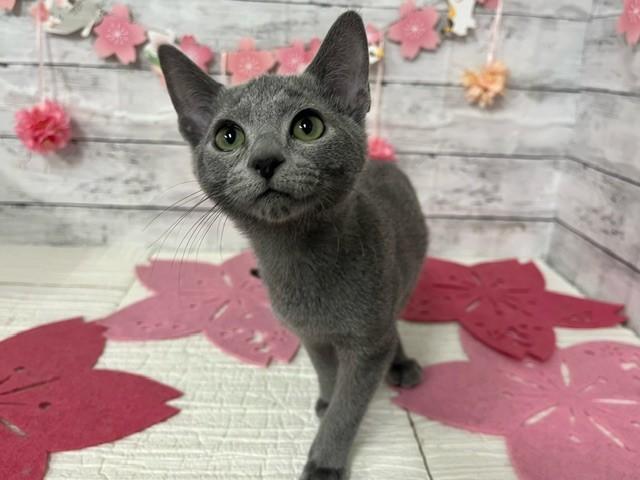 animal_image